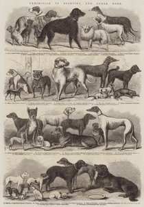 Exposição de Sporting e outros cães